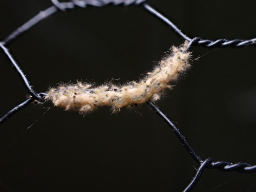 Acyphas chionitis