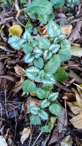 yellow archangel