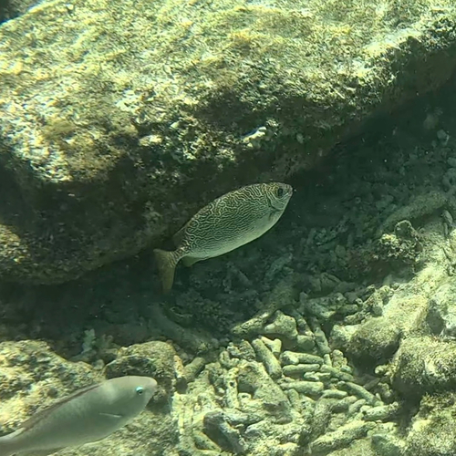 Siganus spinus observed 2026-10-12