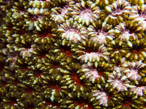 Dipsastraea matthaii observed 2026-09-26