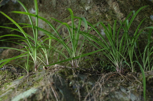 Arthropodium candidum observed 2026-10-11