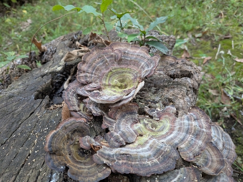 Microporus affinis observed 2026-10-13