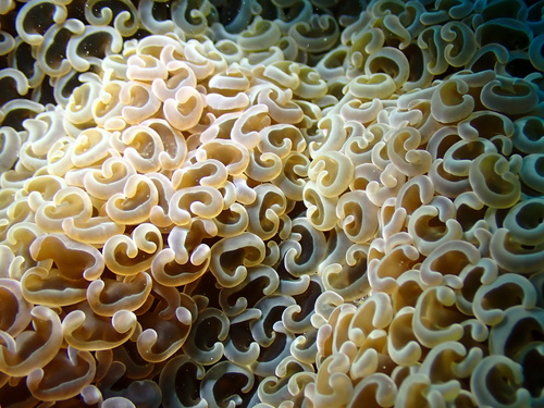 Euphyllia observed 2026-10-11