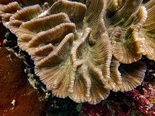 Pectinia lactuca observed 2026-09-26