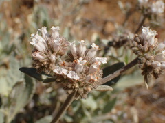 Eriodictyon traskiae smithii