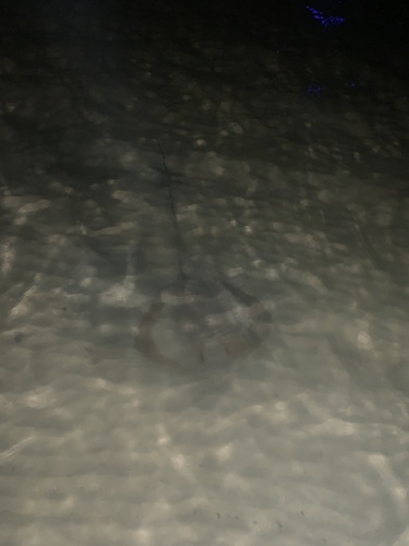 Estuary Stingray