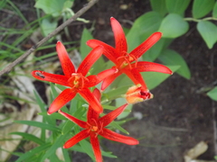 Lilium concolor partheneion