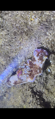 Many-lobed Ceratosoma