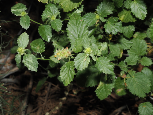 Malvastrum americanum observed 2026-10-08