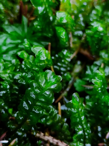 Greater Featherwort