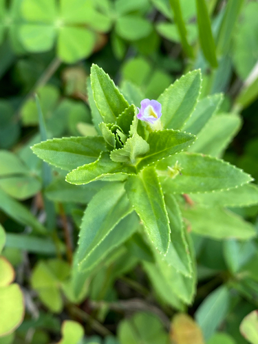 Limnophila chinensis observed 2026-10-13