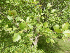 Crataegus viridis glabriuscula