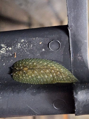 Athoracophorus, 2026-10-13
