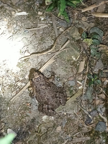 Tusked Frog