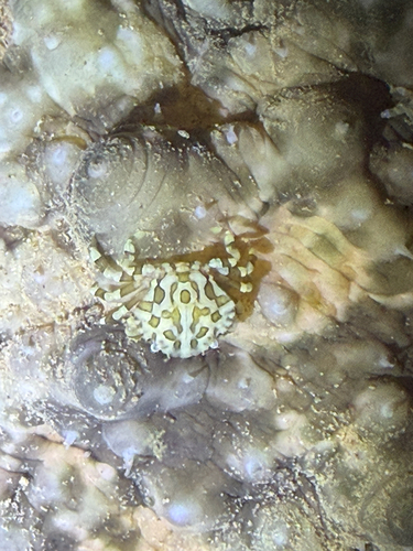Lissocarcinus orbicularis observed 2026-10-12