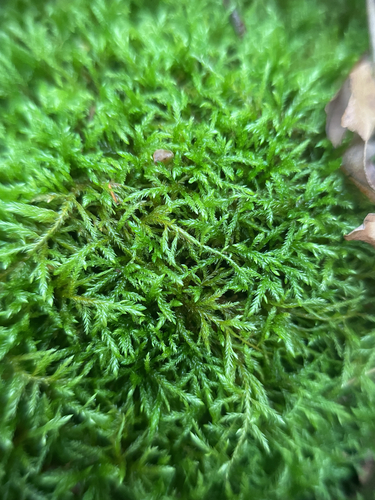 Isothecium alopecuroides observed 2026-10-13