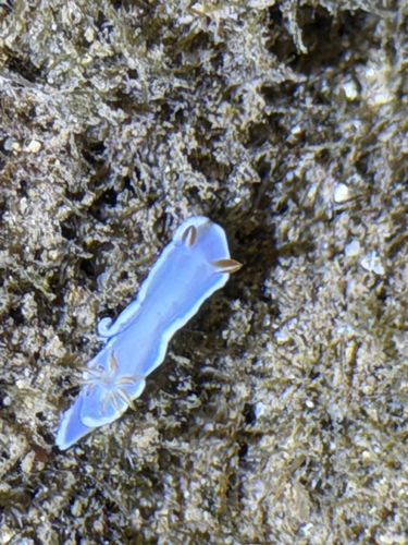 Yellow-margin Nudibranch
