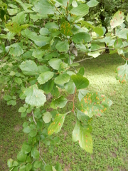 Crataegus viridis glabriuscula