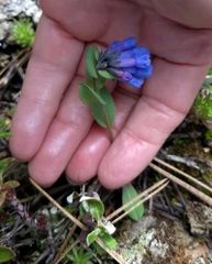 Mertensia oblongifolia