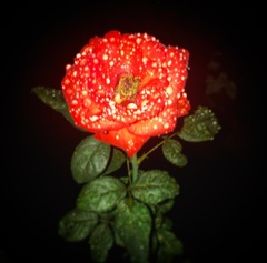 Rosa
