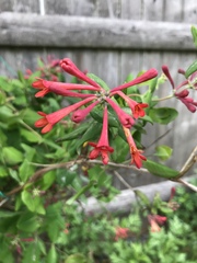 Lonicera sempervirens