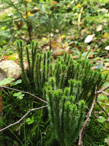 northern firmoss