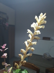 Orobanche minor