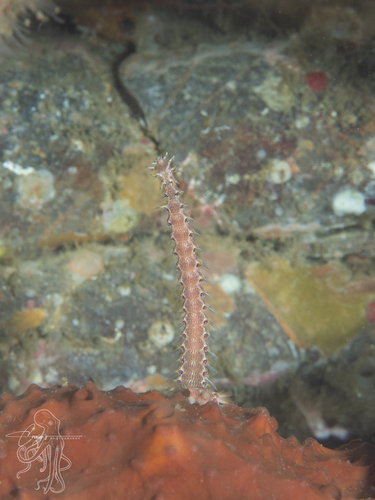Pherecardia striata observed 2026-08-23