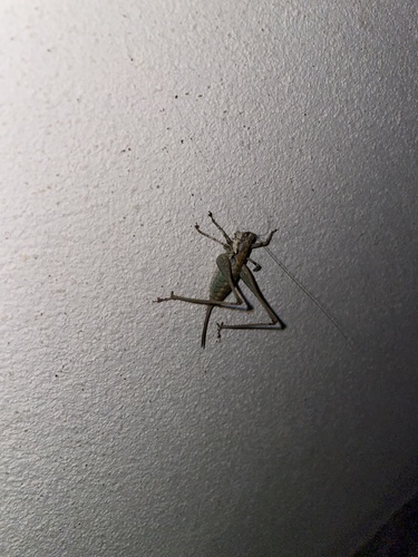 Rhacocleis annulata