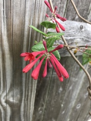 Lonicera sempervirens