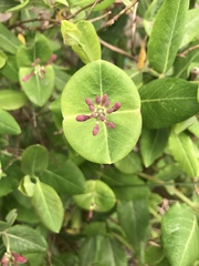 Lonicera sempervirens