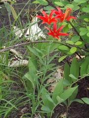 Lilium concolor partheneion