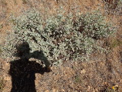 Eriodictyon traskiae smithii