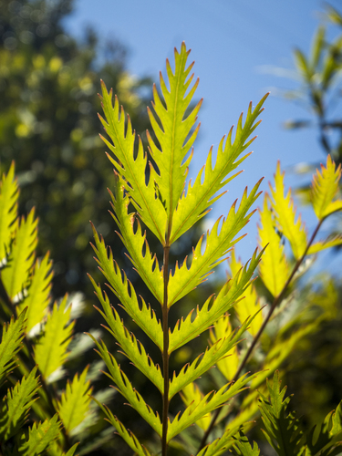 Myodocarpus fraxinifolius observed 2026-09-06
