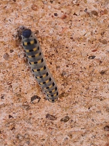 Scabious Sawfly