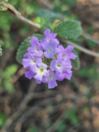 Small Lantana