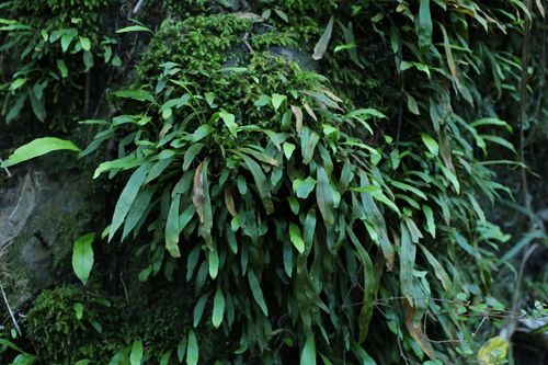 Dictyopteris observed 2026-10-11