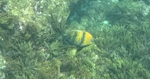Parma polylepis observed 2026-10-12