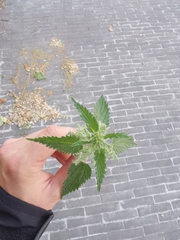 Urtica dioica