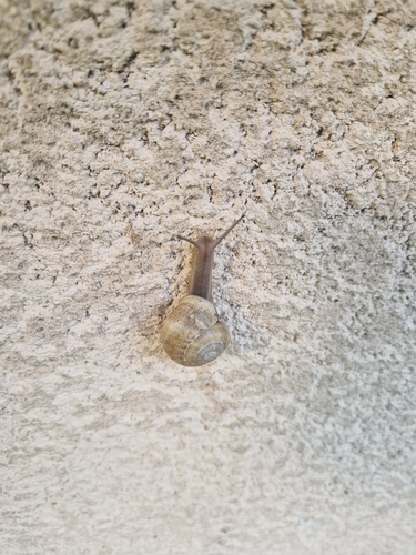 Chocolate-band Snail