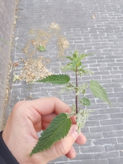Urtica dioica
