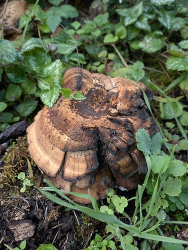 Giant Polypore