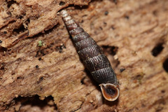 Macrogastra plicatula