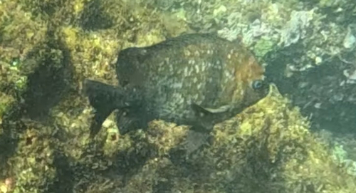 Parma polylepis observed 2026-10-12