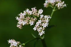 Valeriana officinalis