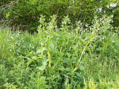 Symphytum × uplandicum