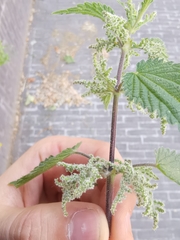 Urtica dioica