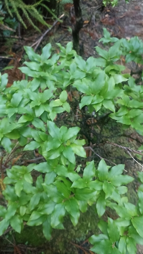 Vaccinium cylindraceum observed 2026-10-13