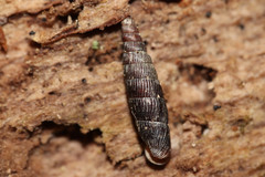 Macrogastra plicatula