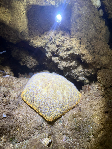 Pillow Cushion Star